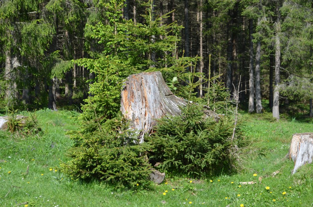 Nachhaltig ökologisch nachwachsend